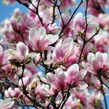 Magnolia - Alexandrina