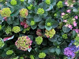 Hydrangea - Assorted