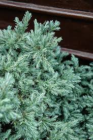 Cypress - Baby Blue