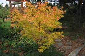 Japanese Maple - Beni Kawa