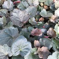Heuchera 'Black Olive' Coral Bells