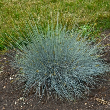 Fescue - Blue