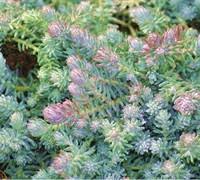 blue moon succulent Sedum 'Blue Moon' Stonecrop – Pandy's Garden Center