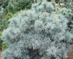 Pine - Japanese White Blue Angel