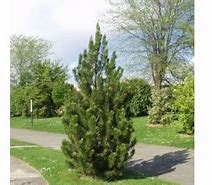 Bosnian Pine - Satellite