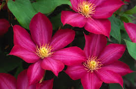Clematis 'Bourbon'