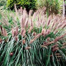 Fountain Grass - Chinese