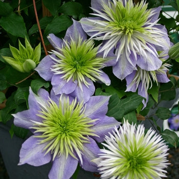 Clematis 'Crystal Fountain'