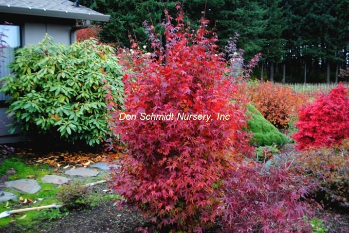 Japanese Maple - Tsukasa Silouette