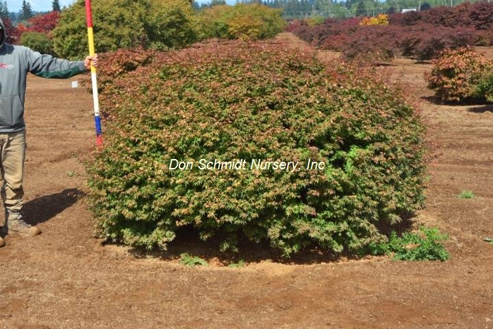 Japanse Maple - Coonara Pygmy