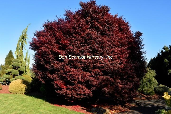 Japanese Maple - Twombly's Red Sentinel – Pandy's Garden Center
