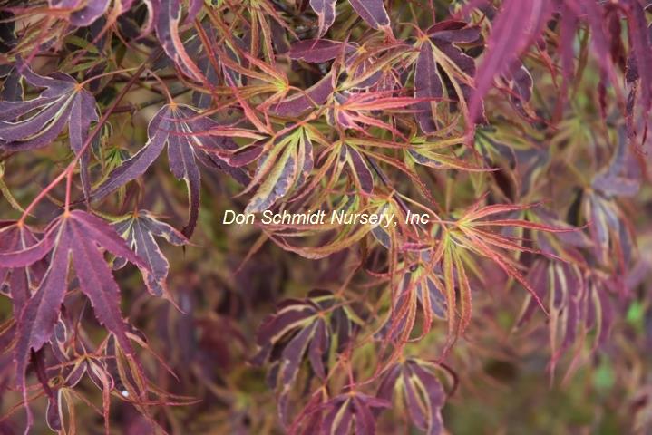 Japanese Maple - Manyo no Sato