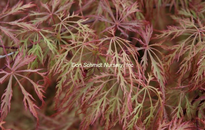 Japanese Maple - Baldsmith