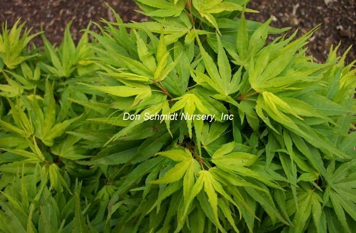 Japanese Maple - Mikawa Yatsubusa Dwarf