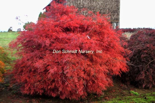 Japanese Maple - Baldsmith