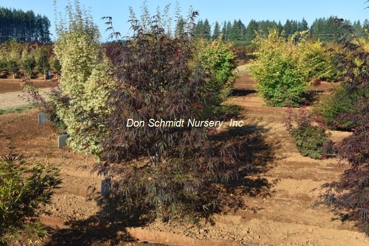 Japanese Maple - Pung Kil