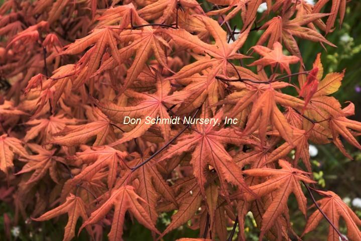 Japanese Maple - Amber Ghost