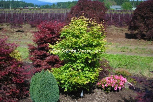 Japanese Maple - Tsukasa Silouette