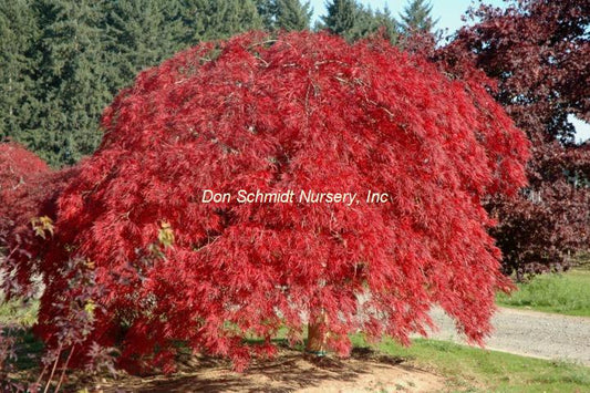 Japanese Maple - Everred Weeping