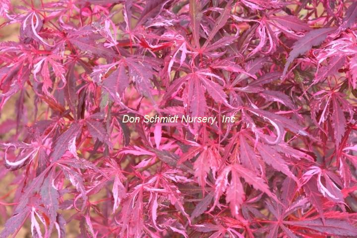 Japanese Maple - Lileann's Jewel
