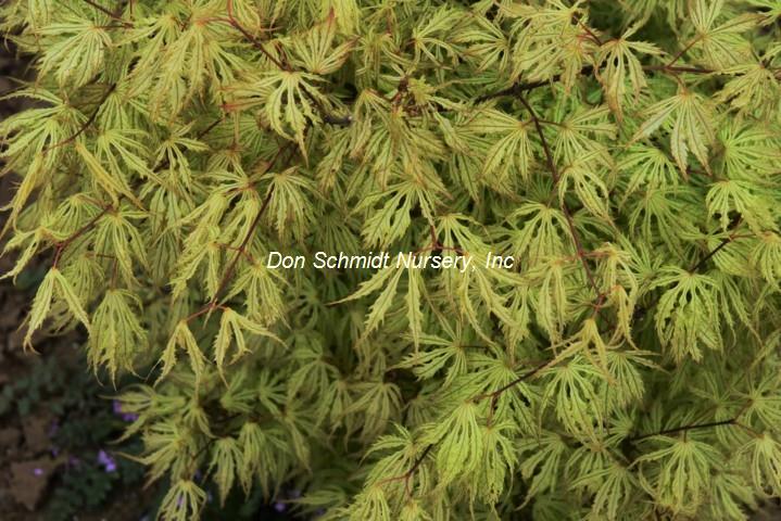 Japanese Maple - Sister Ghost