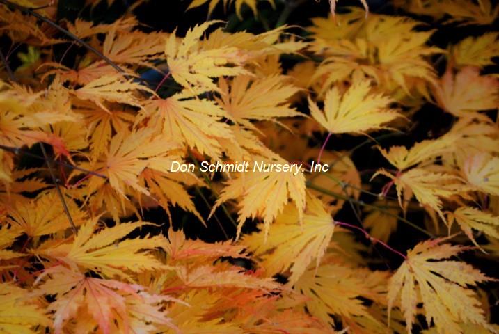 Japanese Maple - Sister Ghost