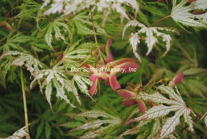 Japanese Maple - Sister Ghost