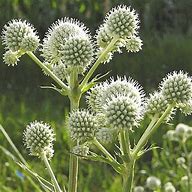 Eryngium yuccifolium- Yucca 'Rattlesnake Master'