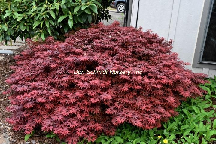 Japanese Maple - Rhode Island Red