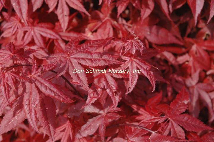 Japanese Maple - Rhode Island Red