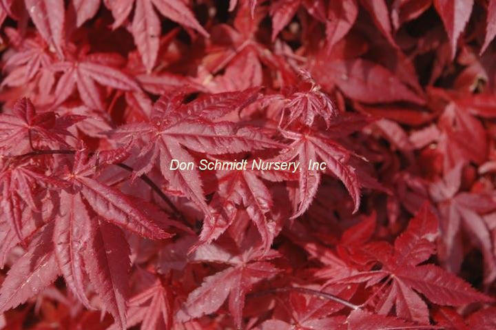 Japanese Maple - Rhode Island Red