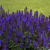 Salvia 'Bumble Sky Blue' Sage