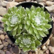 Sempervivum - Belgium Cobweb