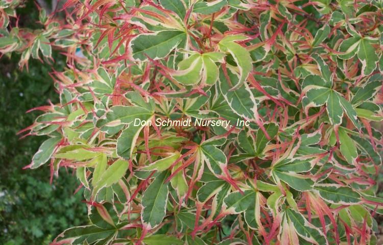 Japanese Maple - Beni Schichihenge – Pandy's Garden Center