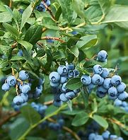 Blueberry - Jersey
