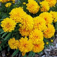 Coreopsis ‘Golden Sphere’ Tickseed