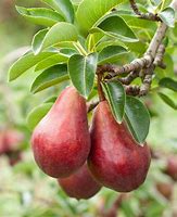 Pear - Combo