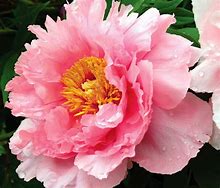 Pink Peony