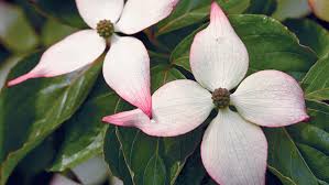 Dogwood Kleim's Dwarf