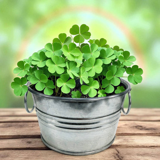 Pot O' Good Luck
