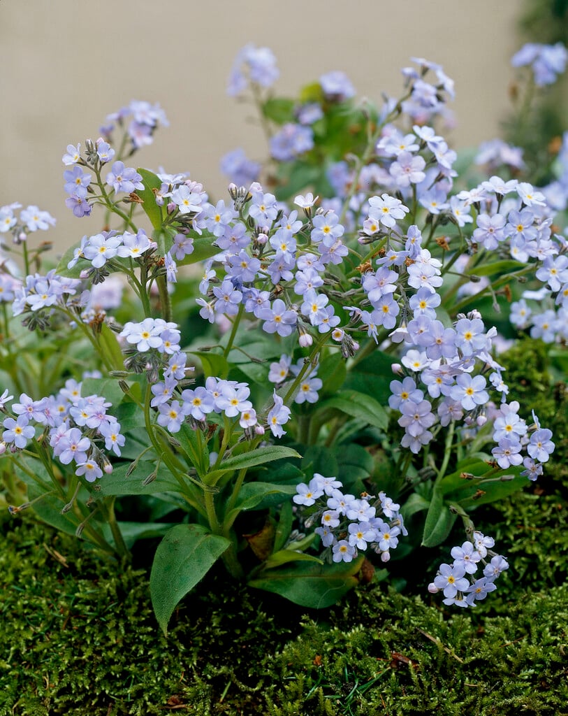 forget me not potted plant Myosotis 'Palustris' Forget-Me-Nots