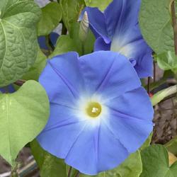Morning Glory Vine - Heavenly Blue