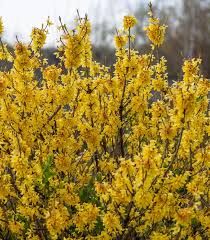 Forsythia - Spring Fling