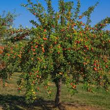 Apple - Gala Semi Dwarf