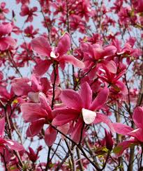 Magnolia - Galaxy Red/Purple Tree Form