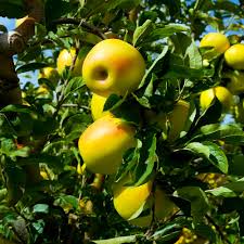 Apple - Gold Delicious Semi Dwarf