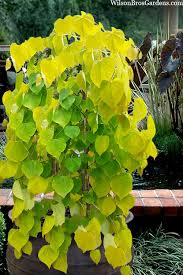 Redbud - Weeping Golden Falls