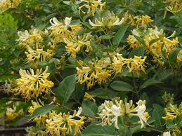 Honeysuckle - Graham Thomas