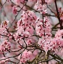 Almond - Hall's Hardy Semi-Dwarf