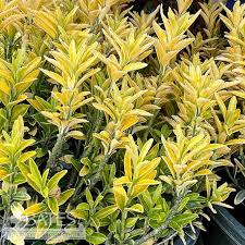 Euonymus - Happiness